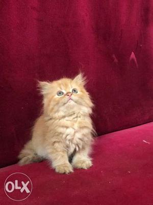 Brown Persian Kitten For Sale
