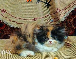 Cat female calico n cream male punch face both