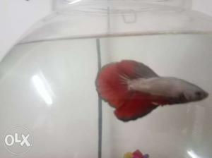 Dragon Bettas,superb quality for excellent price.