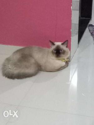 Female himalayan persian needed for mating