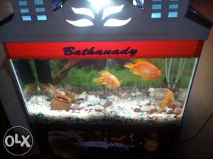 Fish tank. Stand, stand, & pamp. 7 manth old