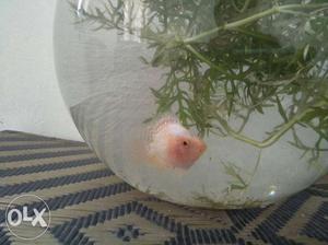 Flowerhorn Albino Diamond