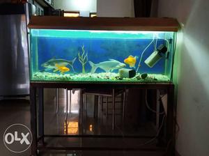 Full aquarium with fish and stand. 2 shark and 2