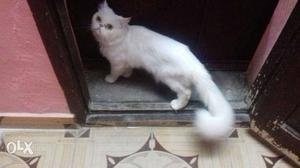 Full punch white male persian for mating at