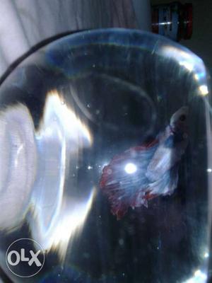 Good halfmoon betta fish with bowl