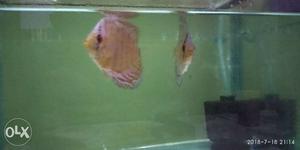 Good size,bright in Color discus pair