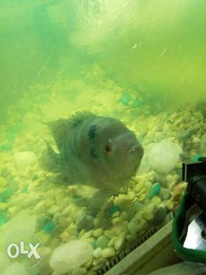 Gray Fish In Puducherry