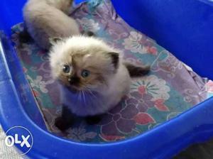 Himalayan Kittens n all types of kittens