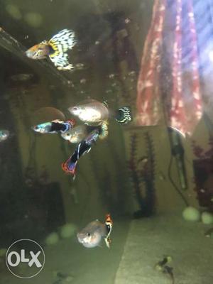 I want to sell 4 pairs of fancy guppy...4male and