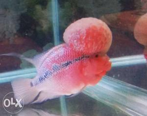 IMPORTED Flowerhorn Super Red Dragon