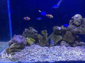 Marien fish tank with fish,water, live rocks,