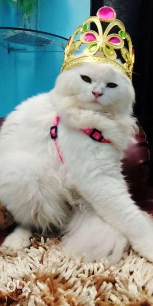 Not for sale-only for mating fix price Persian Cat male