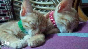 One cat Short-coated Orange Tabby Kittens
