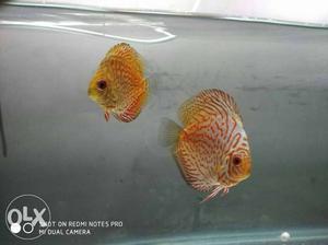 Pair of discus fish high quality