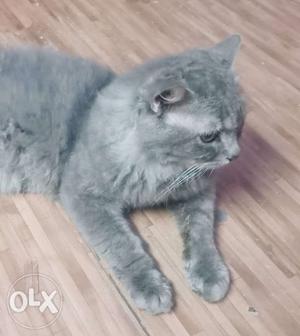 Parsian cat for male 2.5 year old