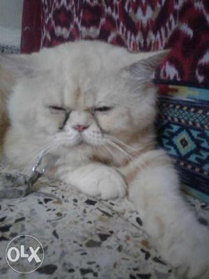 Persian cat extreme punch face for matting