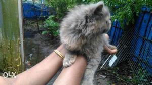 Perssion cat kitten for sale pure breed