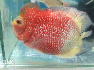Red and white Flowerhorn 6 inch