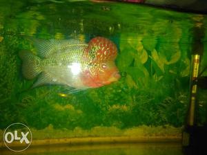 Red magma Flowerhorn for sale in any one