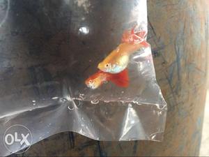 Red snakeskin guppy for sale