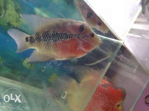 SRD female Flowerhorn eggs laying