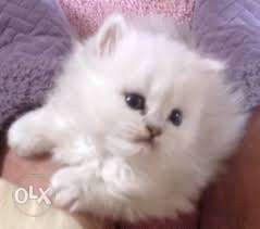 Selling Pure white colour pure persion kitten available