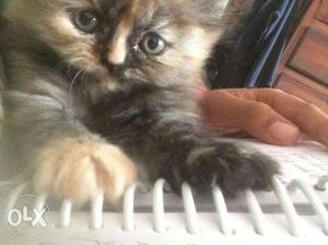 Semi punch female persian cat 2 months old
