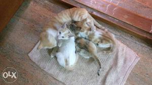 Short-fur White And Orange Kittens And Cat