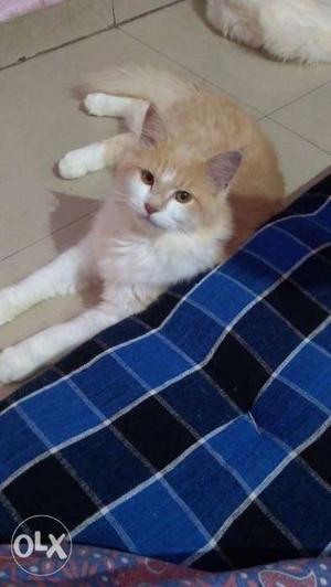 Short-haired Orange And White Cat