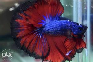 Show quality betta,s available