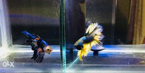 Show quality fancy bettas available