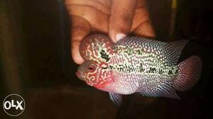 Srd flower horn fish imported
