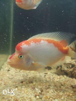 White And Orange Flowerhorn Fish