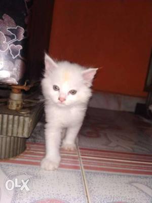 White colour person kitten available.price is