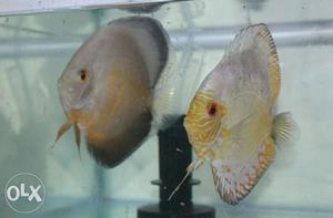 Yellow pigeon and ghost discus pair