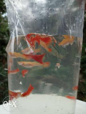 1pair full red guppies Rs 100
