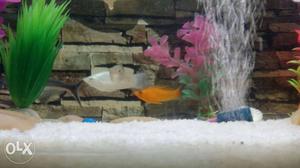3 molly fish 1 orange and 3 white