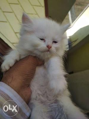 3months old doll face Persian female kitten fully
