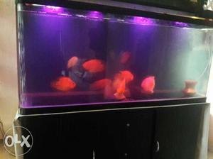 4 feet imported tank,7 fish, 600gm excel red, filter sponge