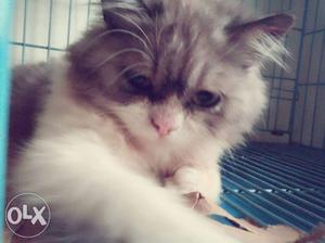 4 months old male Persian kitten for sale