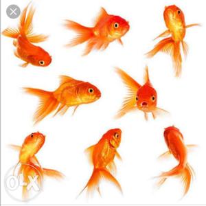 7 healthy grown gold fishes.