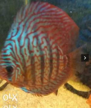 7inch discus fish for sale..few left.