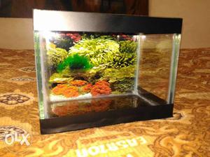 8 inch tanks for betta & guppy fish, with top cover.