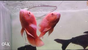 Albino Oscar fish  pair 5-6 inches