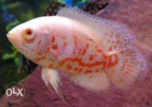 Amazing 4'' oscar fish up for sale at very low price