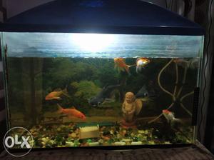 Aquarium 2.5 feet long with 9 gold/ cat fish
