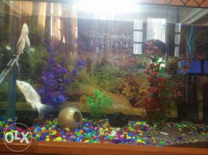 Aquarium in sale size 2ft by 1ft by 1ft 2inch