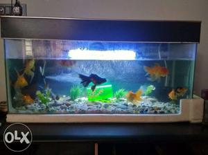 Aquarium with top,stone two way filter,small