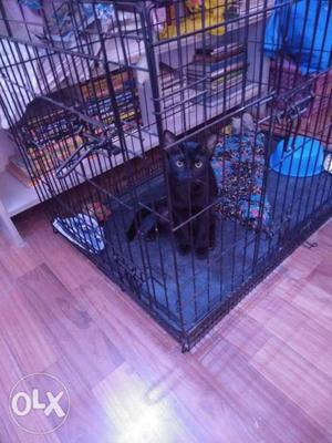 Beautiful Black Cat for Sale 4 months Old