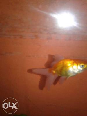 Beautiful orange gold fish